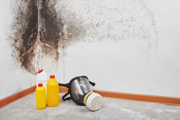 Best Toxic Mold Removal  in Charlack, MO