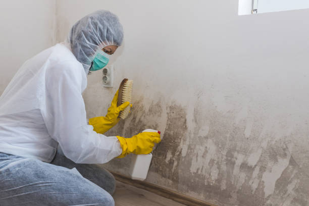 Mold Testing and Removal in Charlack, MO