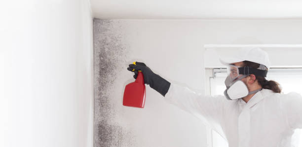 Best Black Mold Removal  in Charlack, MO