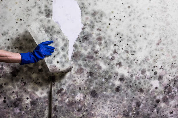 Best Fast Mold Removal  in Charlack, MO