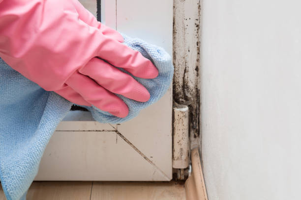 Best Attic Mold Removal  in Charlack, MO