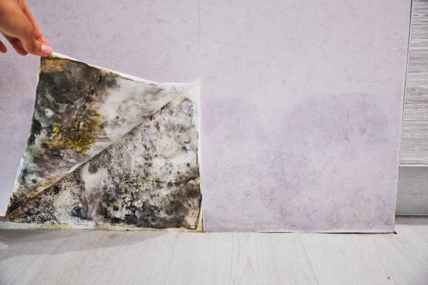 Best Mold Damage Repair  in Charlack, MO